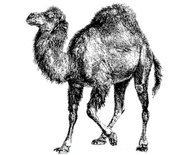 object_meta_programming_slides/slides/images/perl-camel.gif